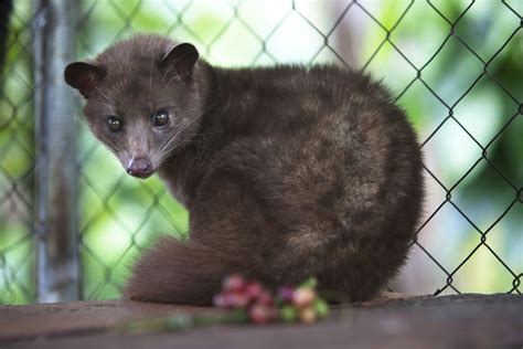 Plea to Harrods over 'cruel' coffee made from civet cat droppings | London | News | London ...