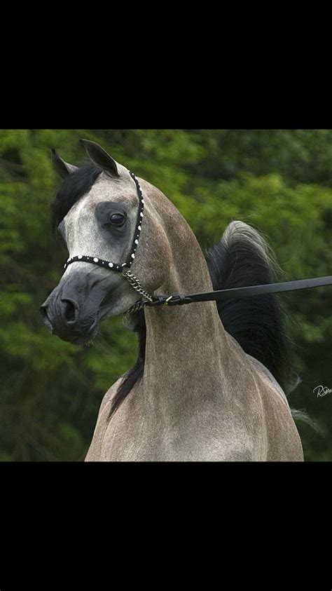 ~love the color | Beautiful arabian horses, Arabian horse, Horse farms