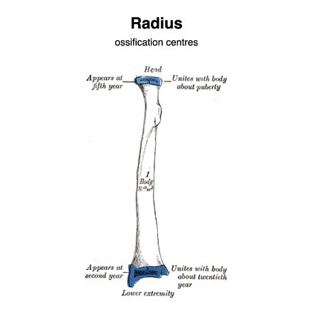 Dorsal Tubercle Of Radius Bone