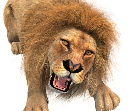 Animal Lion Male King Of The - Free image on Pixabay