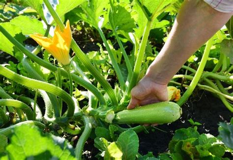 When to Pick Zucchini & How to Harvest Them for a Perfect Crop