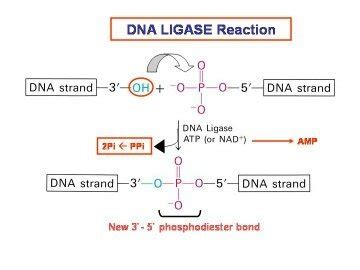 Ligase Enzyme Function : Steps of the nick sealing reaction catalyzed ...