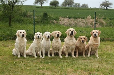 7 Adorable Signs That Your Dog Sees You As Her Pack Leader