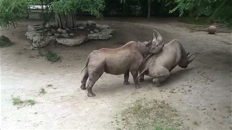 RHINO MATING - YouTube