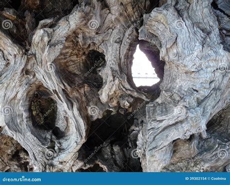 Olive tree wood texture stock photo. Image of color, background - 39302154