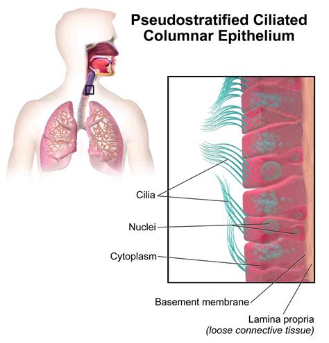 Epithelial Tissue In Respiratory System | MedicineBTG.com