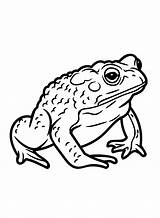 Horned Coloring Toad Lizard Pages Template Sketch Page sketch template