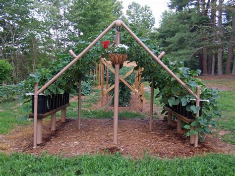 Build a PVC cucumber/vine trellis