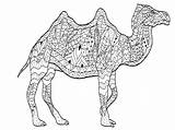 Simple Camel Drawing  & Dromedary Coloring Pages For Adults sketch template