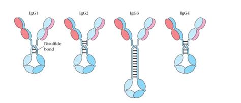 IgG Antibodies: Structure, Subclasses, and Functions • Microbe Online