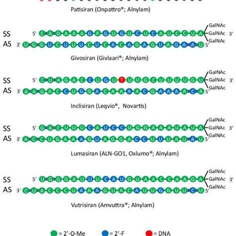 Schematic of important features and parameters in the small interfering... | Download Scientific ...