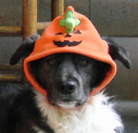 The Days of Johann, an agility dog!: Super fun Halloween costumes from Petsmart and Martha Stewart!