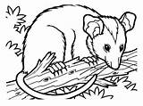 Coloring pages Opossums Printable For Kids & Adults Free sketch template