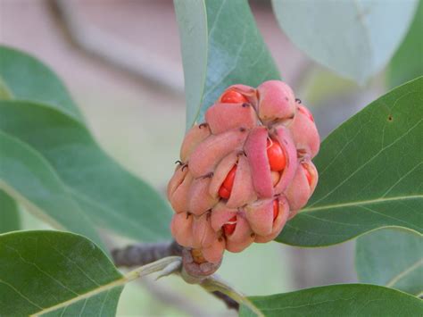 magnolia seed pod