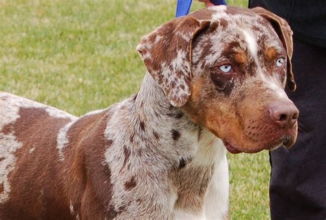 Pin by Feleena Towns on Catahoula's! | Catahoula leopard dog, Leopard ...