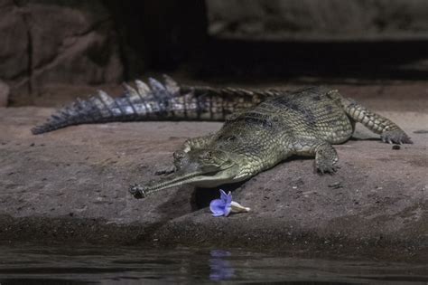 Photos: India's rarest crocodile, the gharial