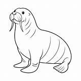 Walrus Illustration Coloring Page For Kids 41458906 Vector Art At Vecteezy sketch template