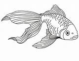 Male Betta Fish Coloring Pages sketch template