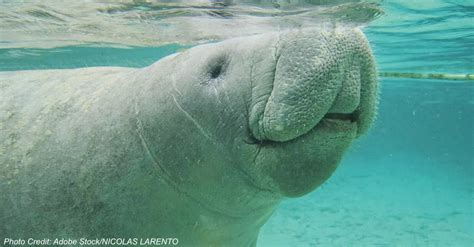 Are Manatee Populations Rebounding!? | The Rainforest Site Blog