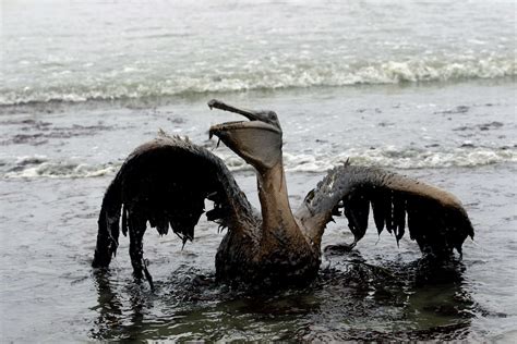 Trudeau government endorses toxic chemical to clean up oil spills | Canada's National Observer ...