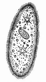 Protist Cliparts  Free Download Clip Art On Clipart sketch template