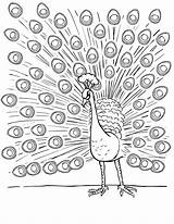 Adult Coloring Pages Peacock sketch template