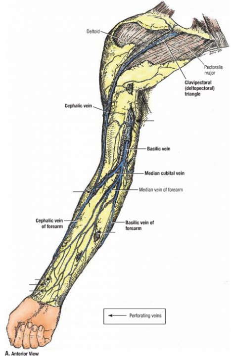 cephalic vein dvt - ModernHeal.com