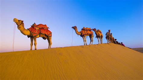 Camel Wallpapers - Wallpaper Cave