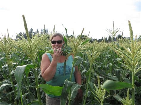 O'Brien's Family Farm: Sweet Corn Pickers