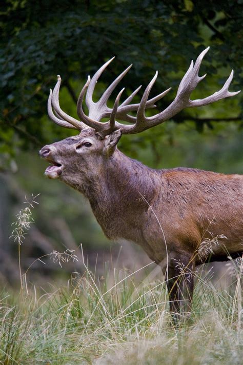 File:Red deer stag 2009 denmark.jpg - Wikipedia