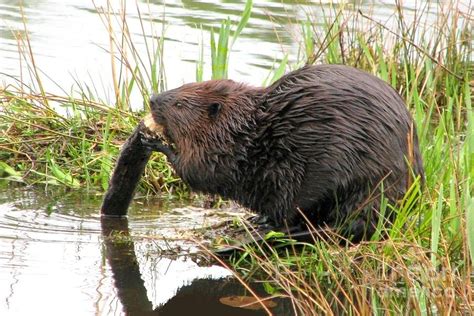 Busy Beaver Photograph by Frank Townsley - Fine Art America