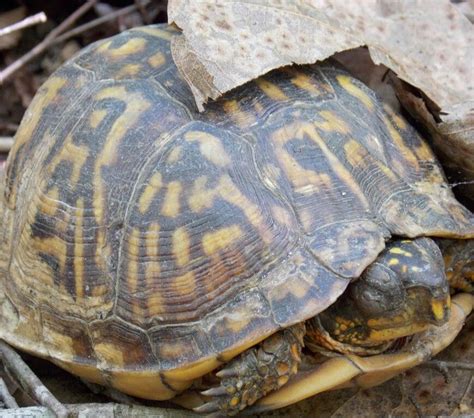 Female Eastern Box Turtle - Photo by Alan Wiltsie | Turtle habitat ...