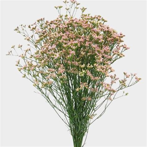 Pink Filler Flowers Bulk Pack - Wholesale - Blooms By The Box