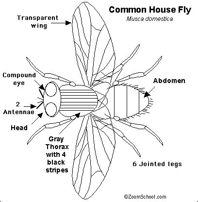 Housefly Read-and-Answer Quiz - EnchantedLearning.com