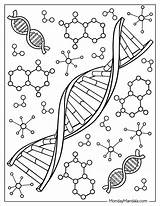Dna Coloring Strand Model Drawing Pages Rna Biology Printable Tattoo  sketch template