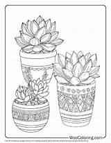 100  Succulent coloring Pages Free PDF To Print Woo Coloring sketch template