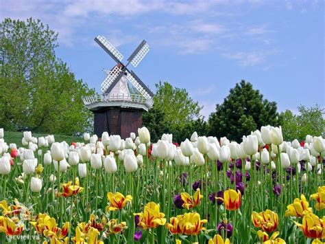 Vườn hoa Keukenhof Hà Lan - vườn hoa Tulip lớn nhất thế giới