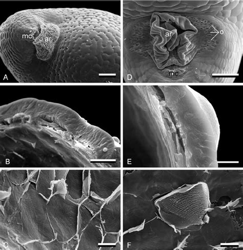 Seed coat surface and structure in mature seed (SEM). A–C – T.... | Download Scientific Diagram