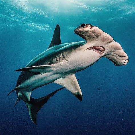 Hammerhead Shark: Facts And Information - Shark Truth