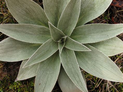 New Zealand Subantarctic Flora blog #1 • New Zealand Plant Conservation Network