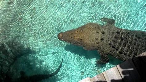 Maximo - 16ft Saltwater Crocodile at St. Augustine Alligator Farm Jumped out of water to snap ...