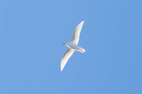 Antarctic Photo Library - Photo Details - 2021Dec02-Snow-petrel-flying-Alan-Bacchiochi.jpg