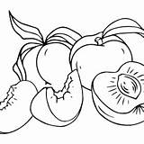 Nectarine Coloring Pages Printable For Free Download sketch template