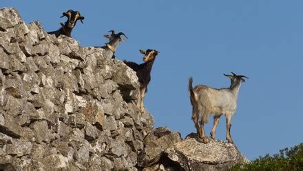 250 Goat island Stock Pictures, Editorial Images and Stock Photos | Shutterstock