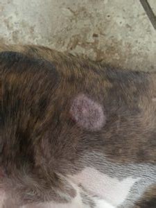 Yes, Your Pets Can Get Ringworm! | The Furshire
