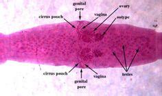 12 Dipylidium caninum ideas | medical laboratory science, parasite ...