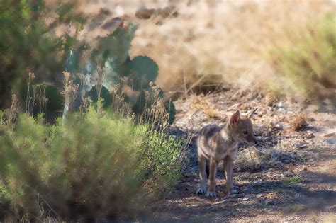 Coyote Pups | RichardBeaty.com