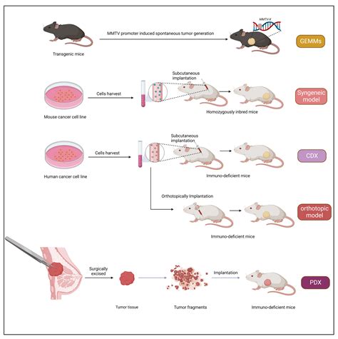 Cancers | Free Full-Text | Recent Advancement in Breast Cancer Research ...