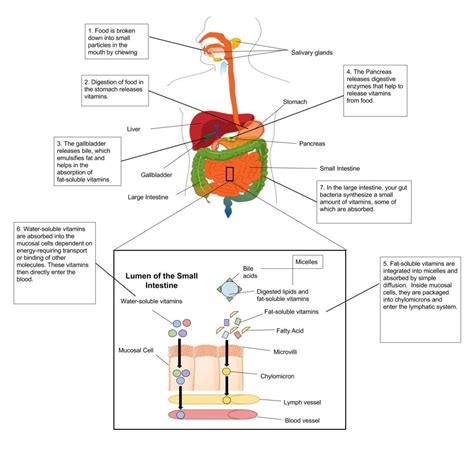 Introduction to Vitamins – Human Nutrition