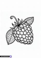 Coloring Page For Children With A raspberry  Free Printable coloring Pages sketch template